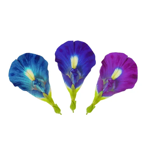Blue Butterfly Pea Flower Extract Blue Butterfly Pea Flower Extract