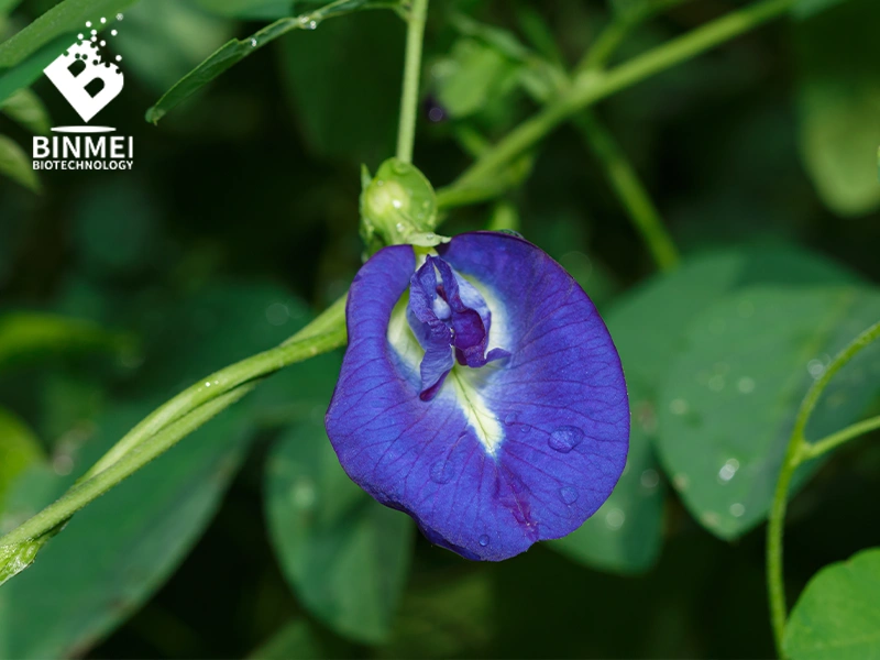 Butterfly Pea Flower Extract