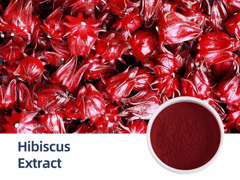 Hibiscus Extract
