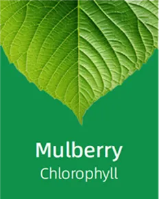 Mulberry
