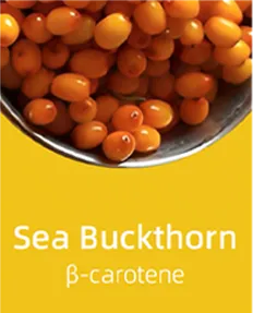 Sea Buckthorn
