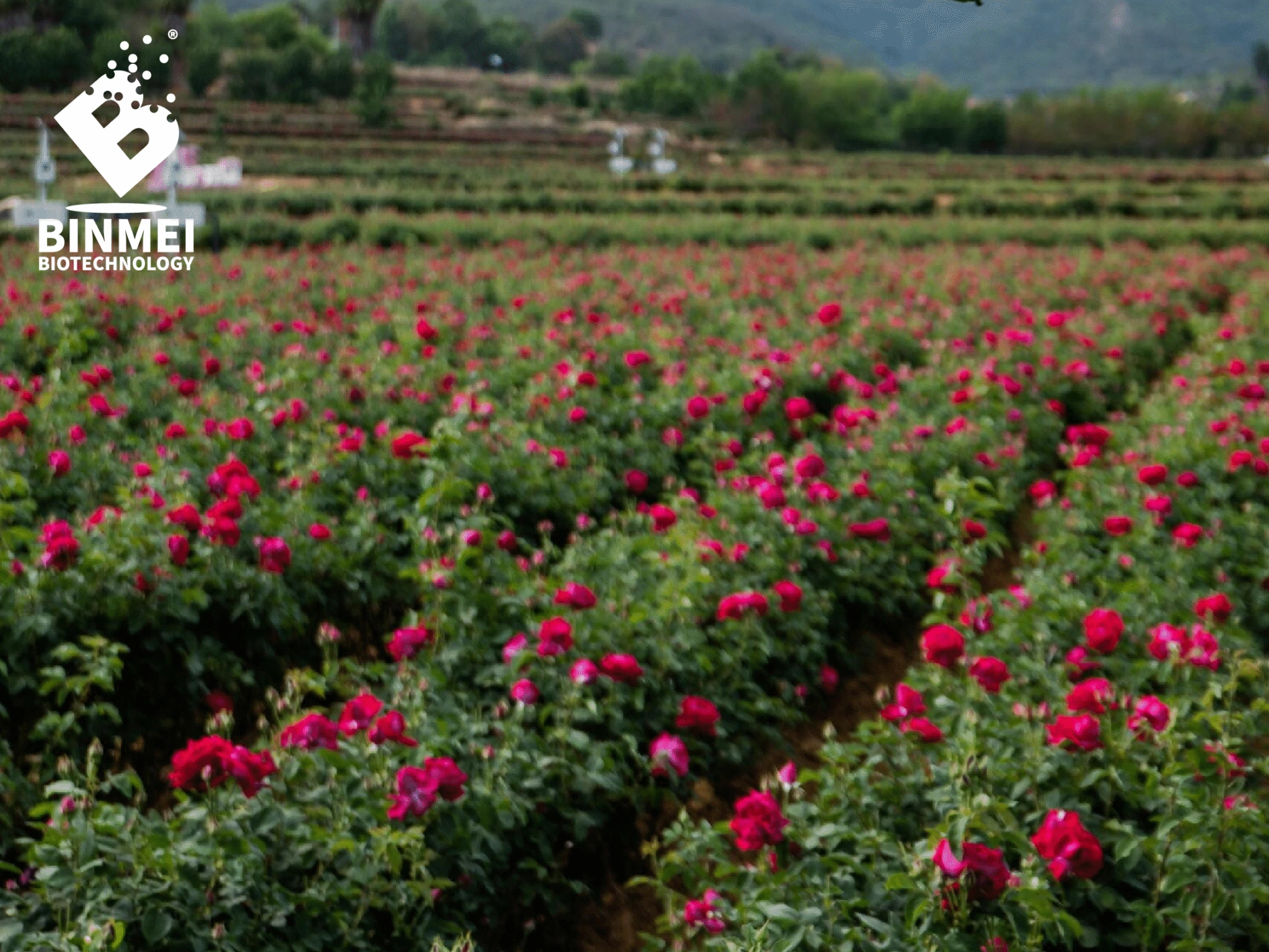 The Source of Premium Natural Colors: A Transparent and Sustainable Supply Chain