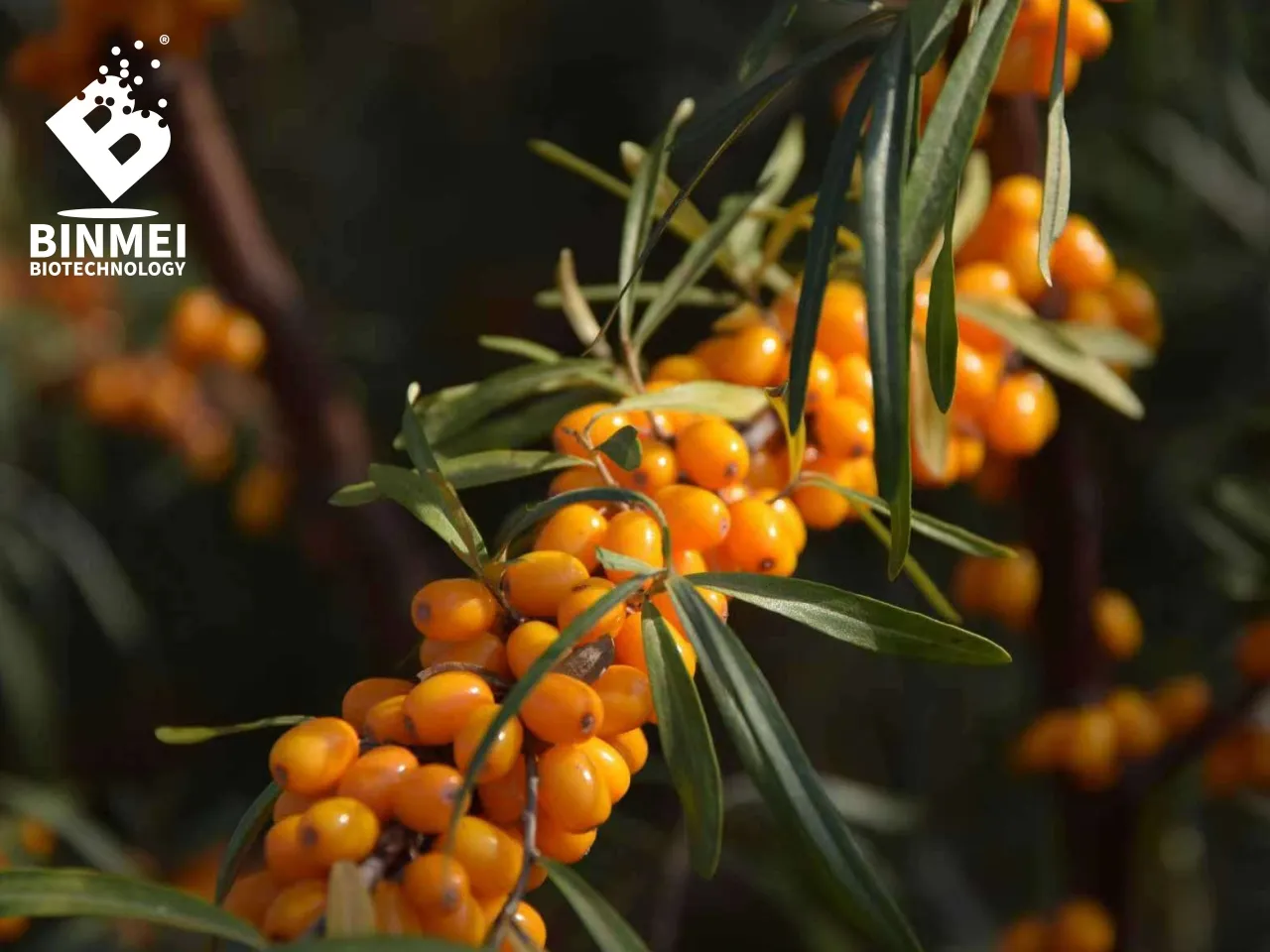 Sea buckthorn(sea berry)