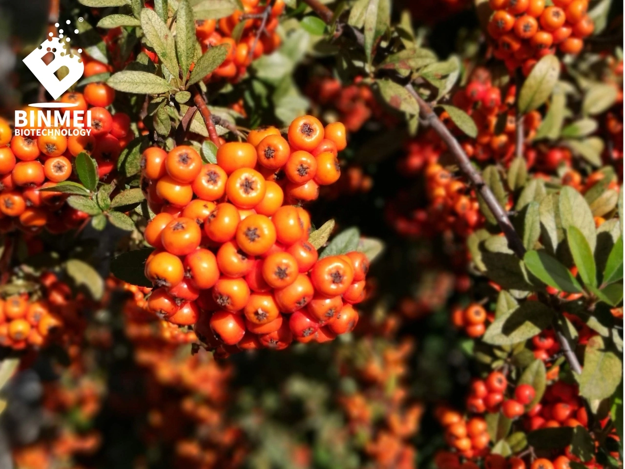 sea buckthorn(sea berry)