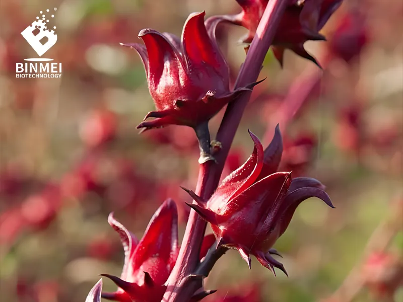 Hibiscus Extract/Roselle