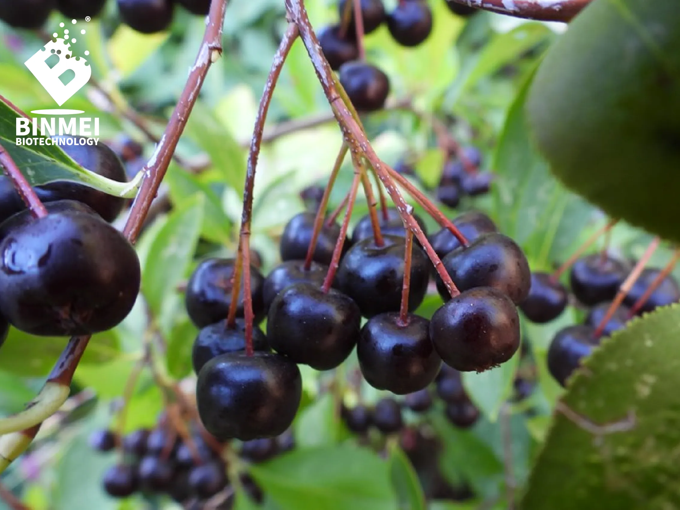 aronia berry