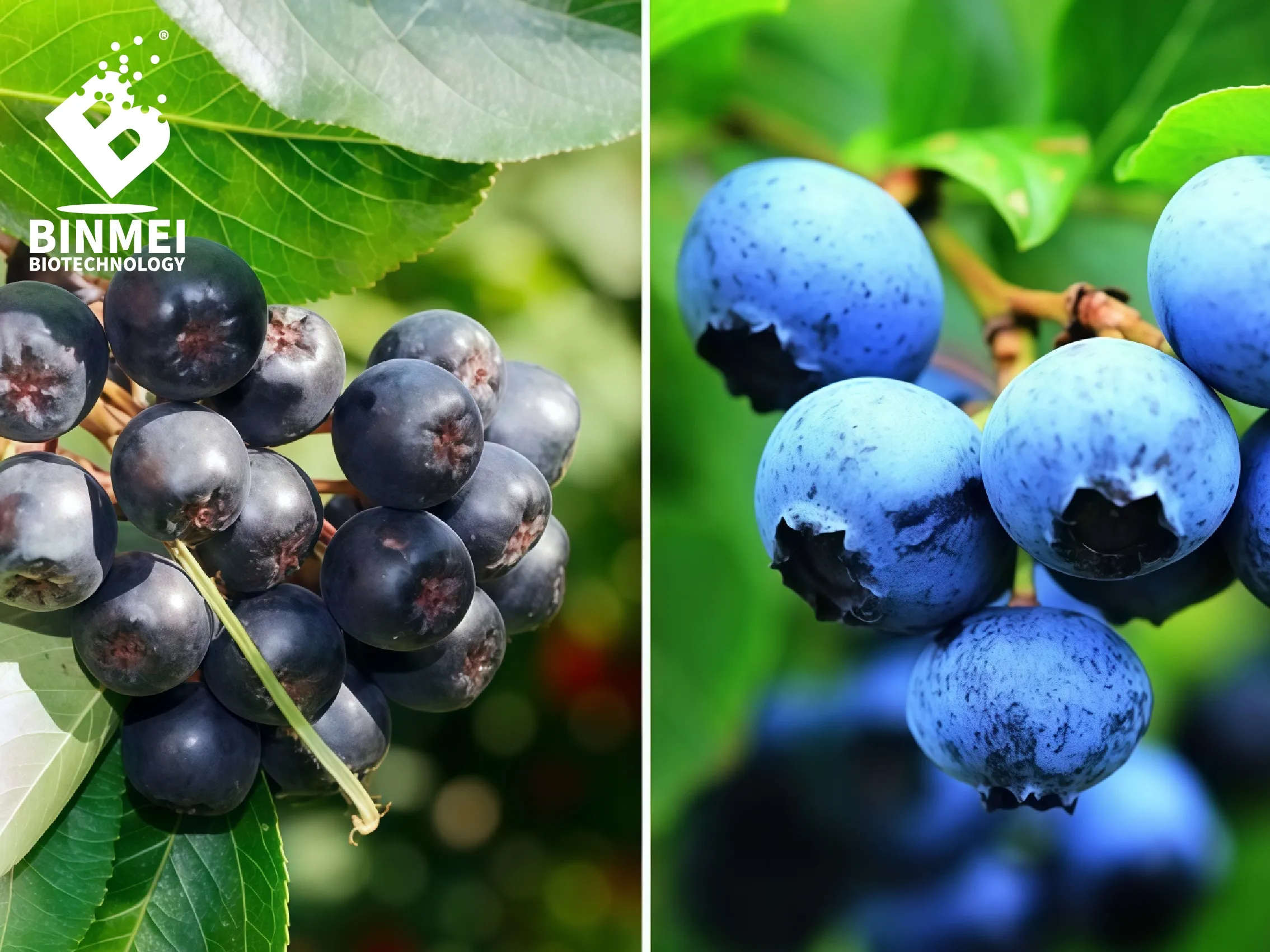 Aronia Berry vs Blueberry