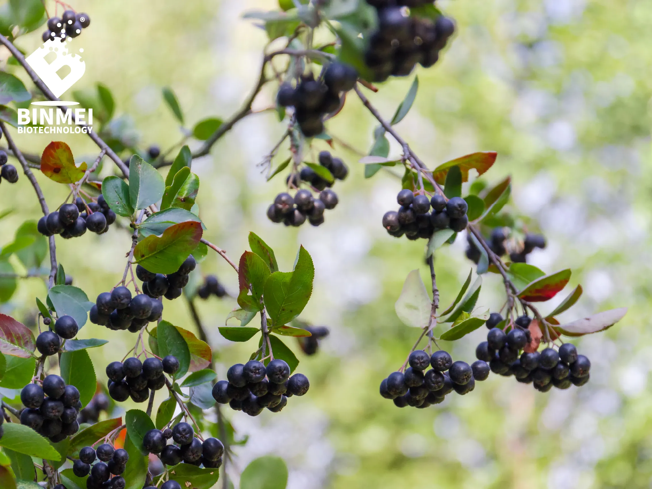 aronia berry