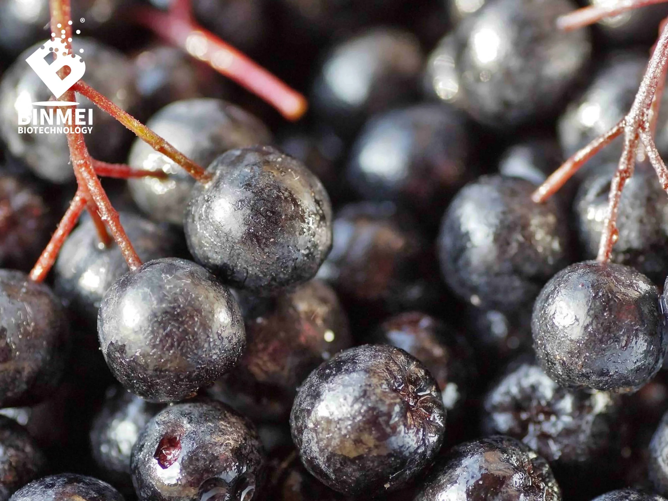 Aronia berry
