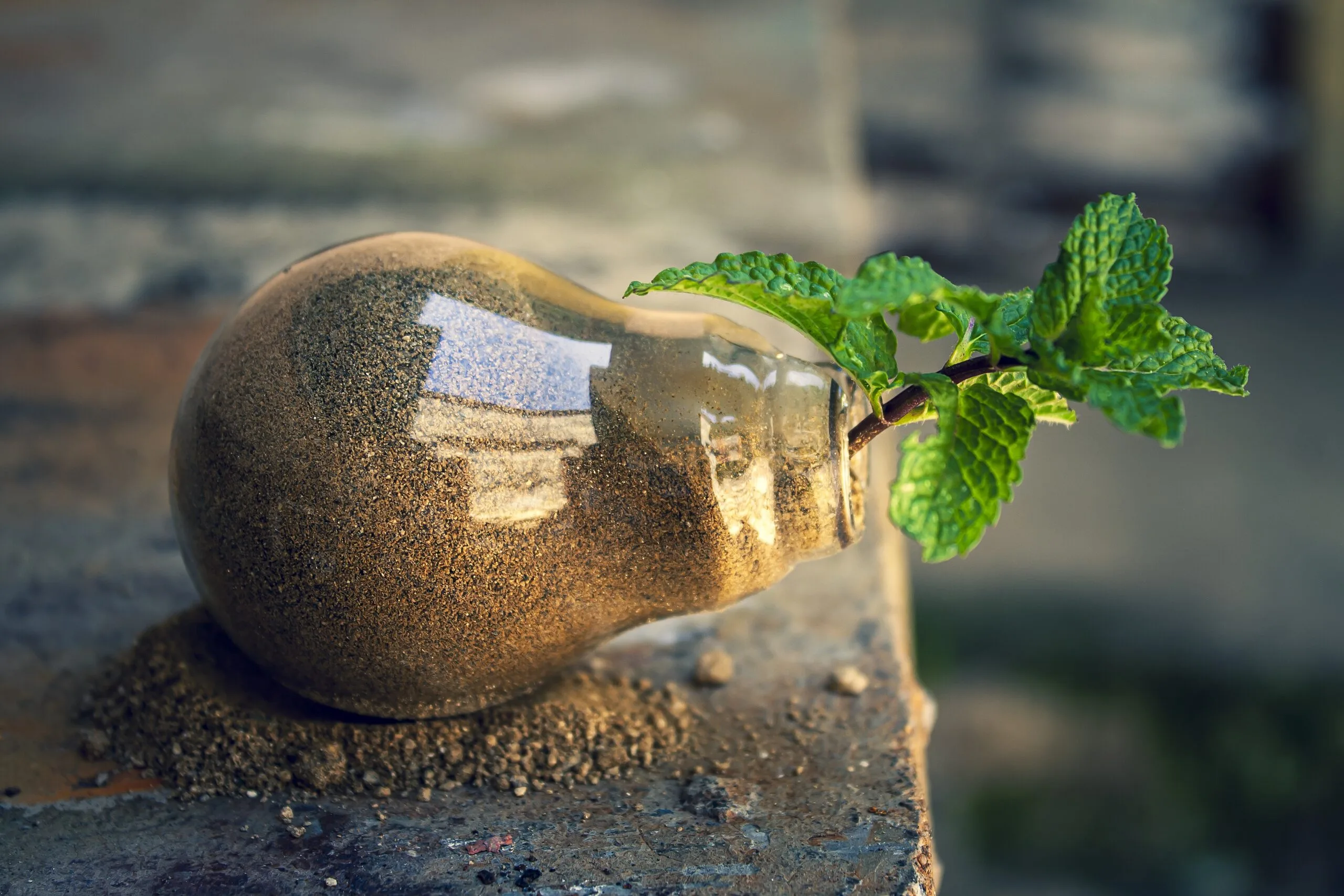 arturo_anez-bulb-7746880