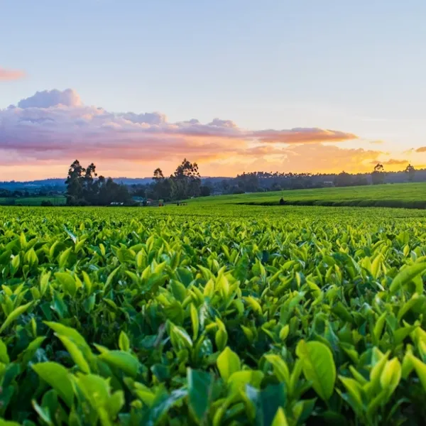 Agriculture