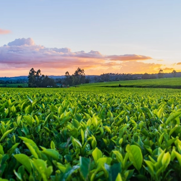 Agriculture