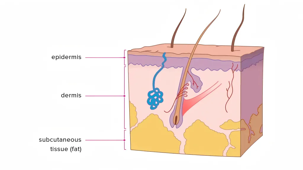 Skin Composition